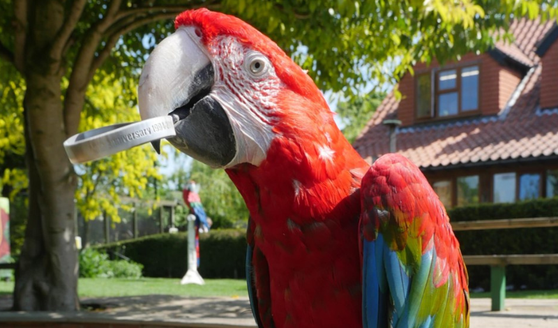 Supporting World Rainforest Day! article image